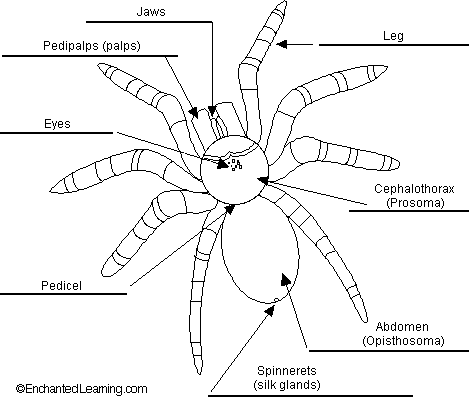 enchanted learning digestive system. Label External Spider Anatomy Diagram Printout - EnchantedLearning.com